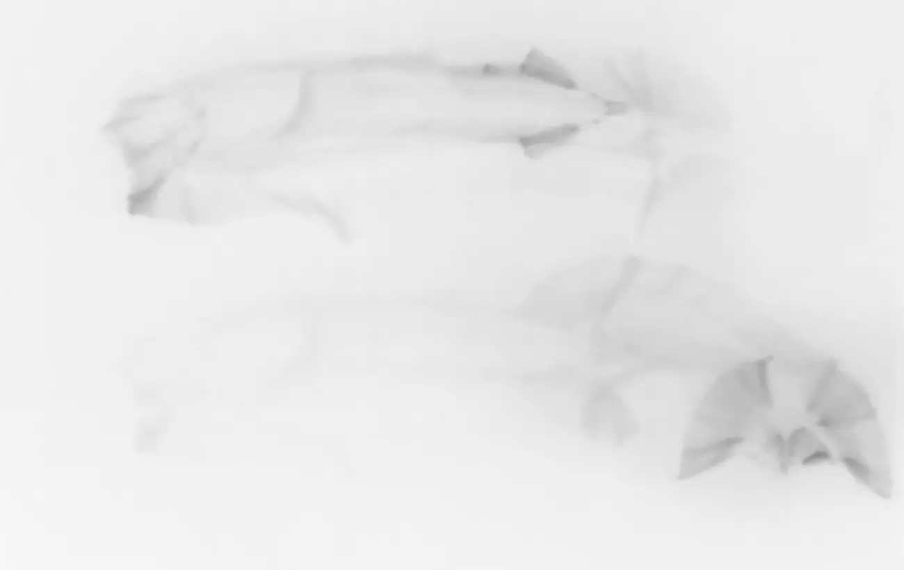 Screenshot of a dance film by Thierry De Mey